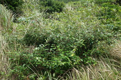 Elaeagnus formosana