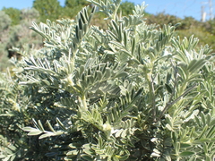 Anthyllis barba-jovis