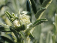 Anthyllis barba-jovis