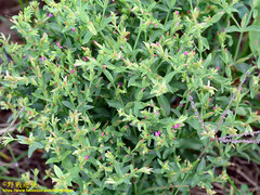 Centaurium japonicum