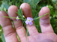 Arabidopsis cebennensis