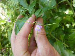 Arabidopsis cebennensis