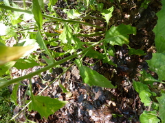 Arabidopsis cebennensis