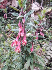 Fuchsia petiolaris