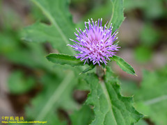 Cirsium japonicum australe