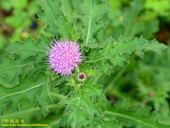 Cirsium japonicum australe