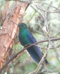 Pterophanes cyanopterus
