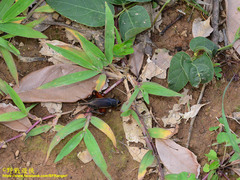 Teleogryllus occipitalis