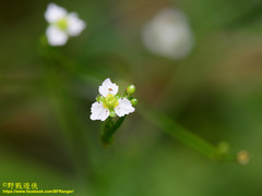 Alisma canaliculatum