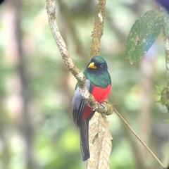 Trogon comptus