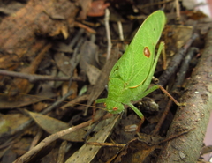 Phylloptera