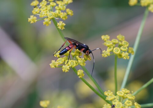 Ctenichneumon inspector