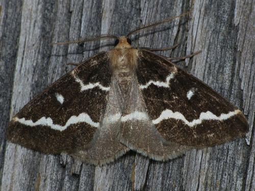 Gray Spruce Looper Moth