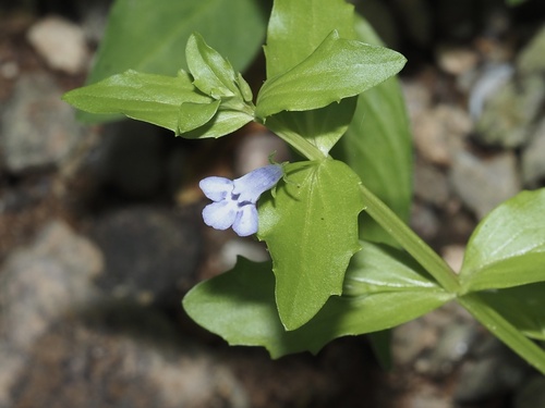 Yellowseed false pimpernel (Lindernia dubia)