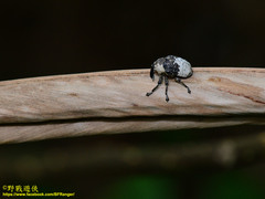 Sternuchopsis trifida