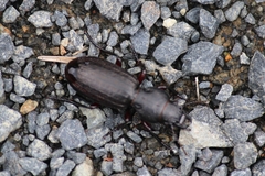 Mecodema sculpturatum