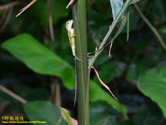 Diploderma polygonatum xanthostomum