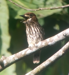 Micromonacha lanceolata