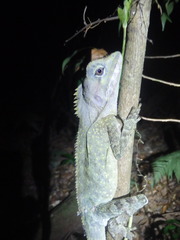 Lophosaurus spinipes