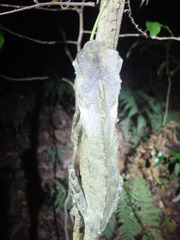 Lophosaurus spinipes