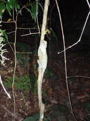 Lophosaurus spinipes