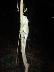 Lophosaurus spinipes