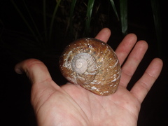 Hedleyella falconeri