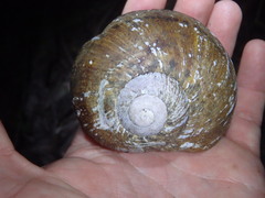 Hedleyella falconeri