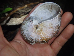 Hedleyella falconeri