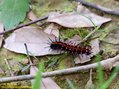 Argynnis hyperbius hyperbius