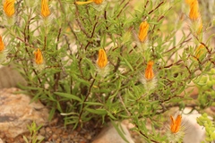 Gorteria integrifolia