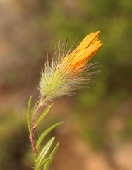 Gorteria integrifolia