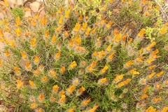 Gorteria integrifolia