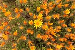 Gorteria integrifolia