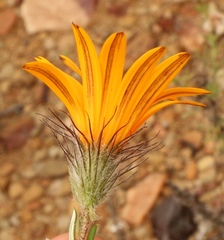 Gorteria integrifolia