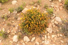 Gorteria integrifolia