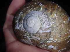 Hedleyella falconeri