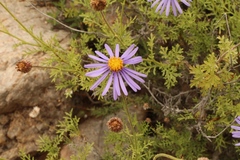Garuleum bipinnatum
