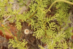 Garuleum bipinnatum
