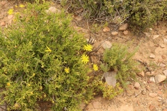 Osteospermum sinuatum