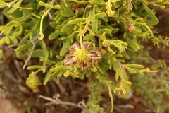 Osteospermum sinuatum