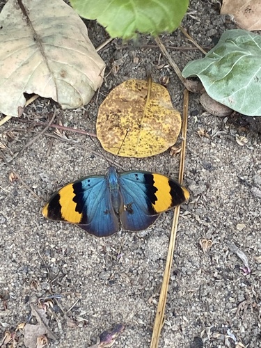 Gold-banded Forester