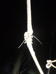 Temnosternus planiusculus