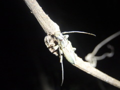 Temnosternus planiusculus