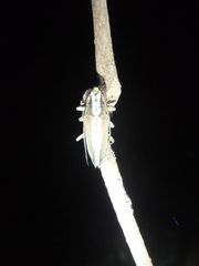 Temnosternus planiusculus