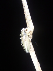 Temnosternus planiusculus