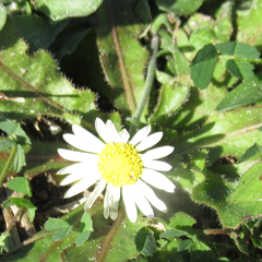 Aphanostephus skirrhobasis thalassius
