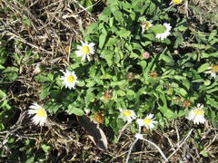 Aphanostephus skirrhobasis thalassius
