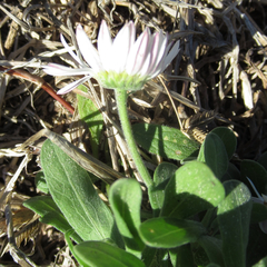 Aphanostephus skirrhobasis thalassius