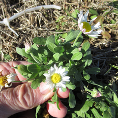 Aphanostephus skirrhobasis thalassius